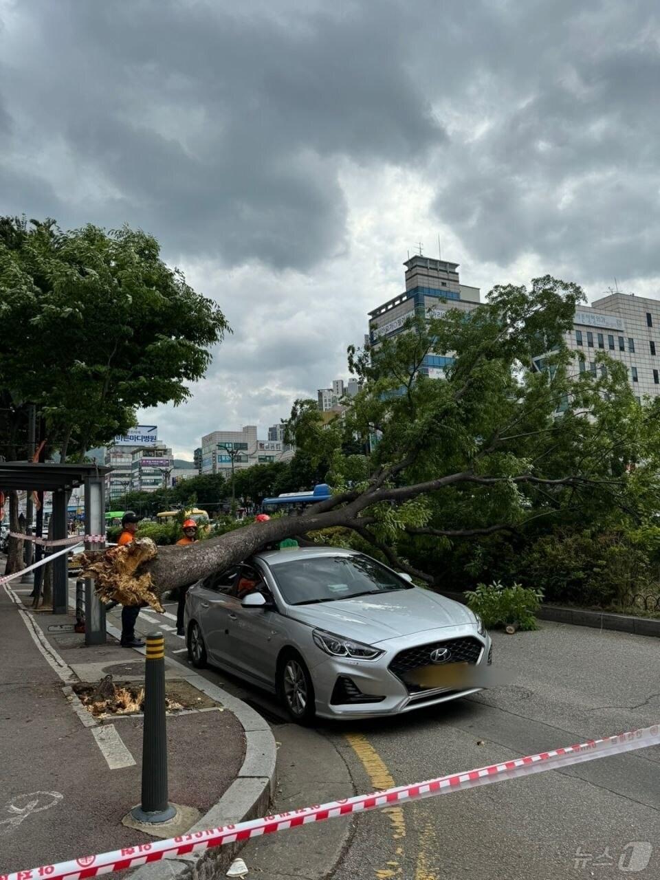 본문 이미지 - 성남시 수정구 가로수 전도 사고 현장.(경기도소방재난본부 제공)