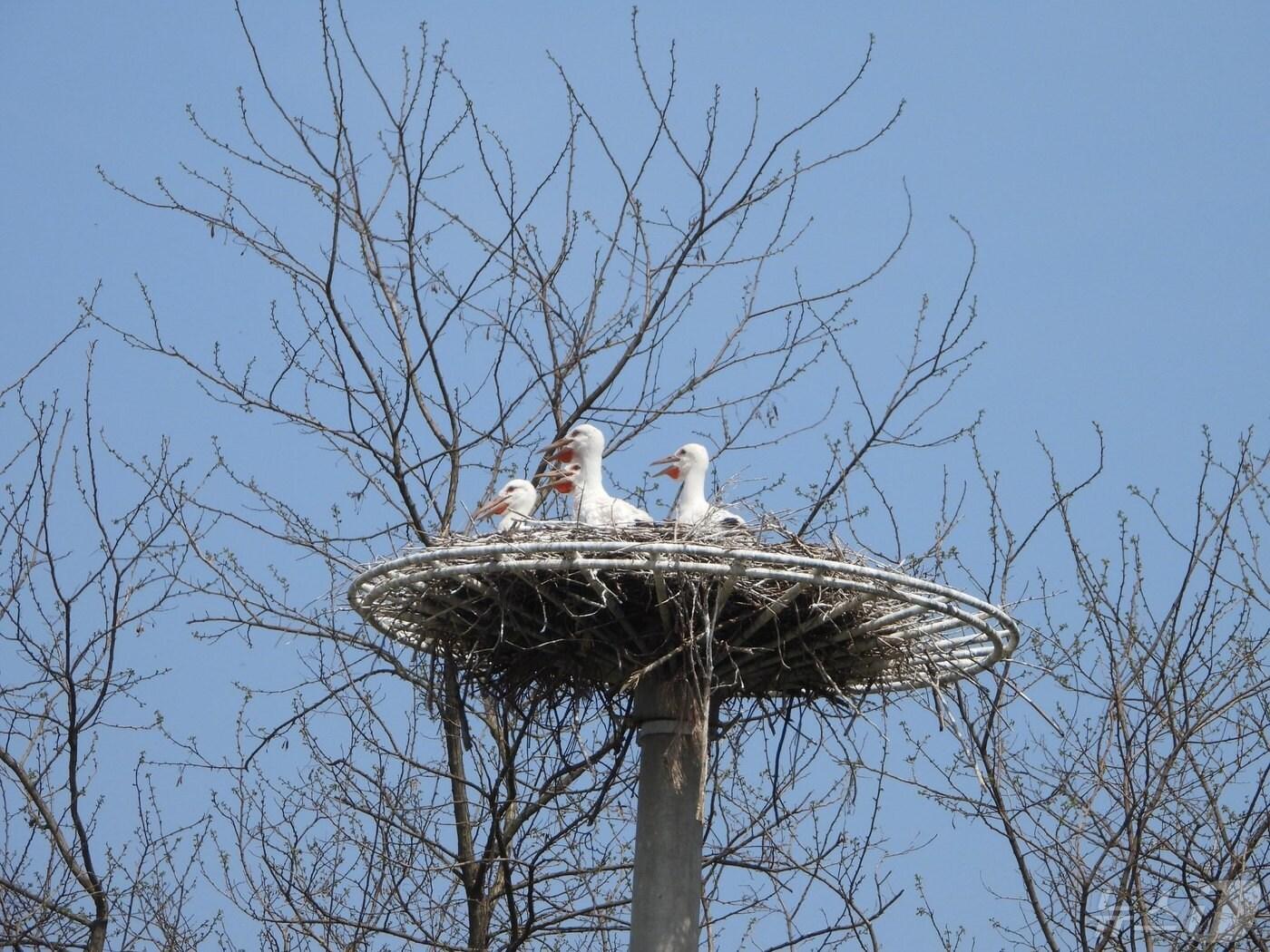 본문 이미지 - 황새 부부 대청이와 호반이의 새끼 4마리.(청주시 제공).2024.05.13./뉴스1