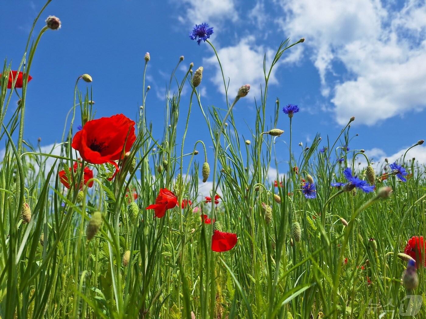 본문 이미지 - 충북 증평군농업기술센터가 증평읍 사곡리 농심테마파크에 조성한 꽃밭.(증평군 제공)/뉴스1