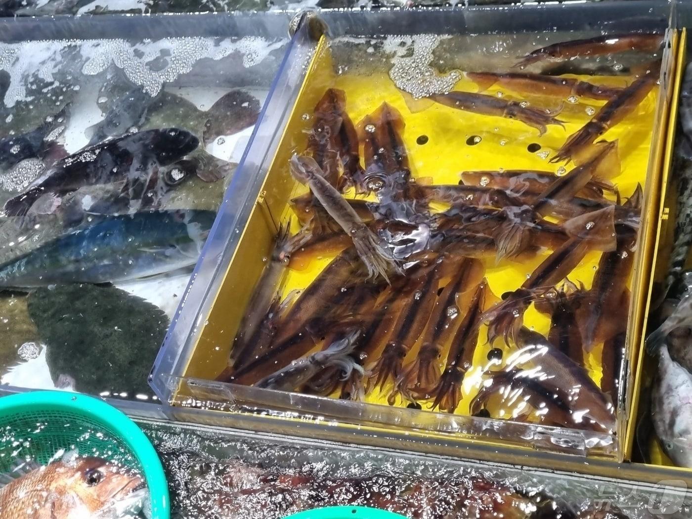 본문 이미지 - 15일 최근 오징어 풍어를 이룬 강원 강릉시 주문진항 어시장이 식도락객으로 붐비고 있다. 2024.5.15/뉴스1 ⓒ News1 윤왕근 기자