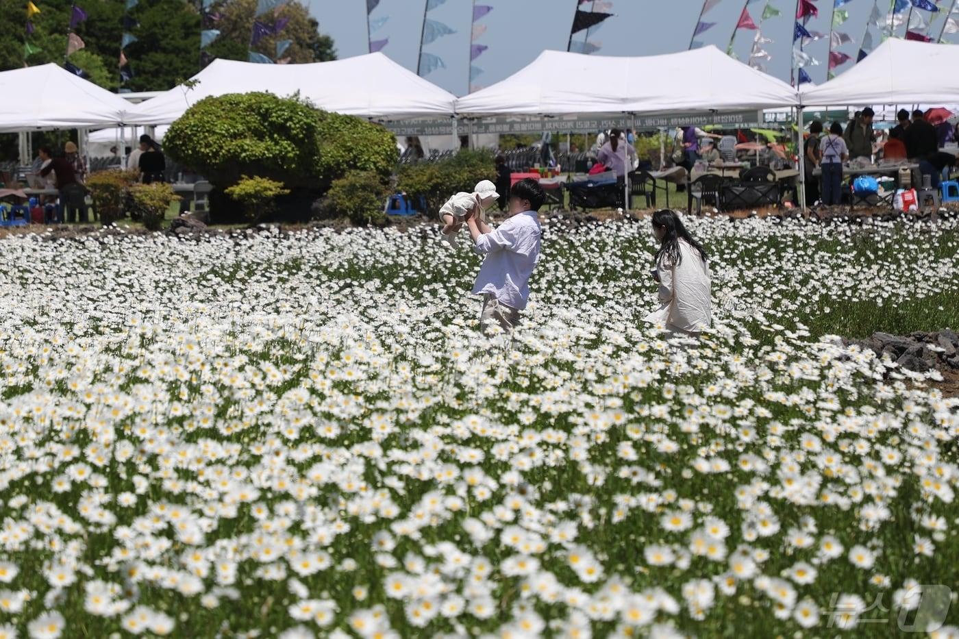 본문 이미지 - 제주시 조천읍 교래리 돌문화공원을 찾은 방문객들이 데이지 꽃밭에서 사진을 찍고 있다.2024.5.15/뉴스1 ⓒ News1 홍수영 기자