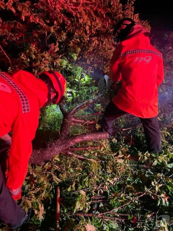 본문 이미지 - 15일 오후 8시 쯤 성주군 수륜면 한 국도에 호우와 강풍으로 나무가 쓰러져 소방대원들이 현장을 수습하고 있다(경북소방본부 제공)2024.5.16/뉴스1