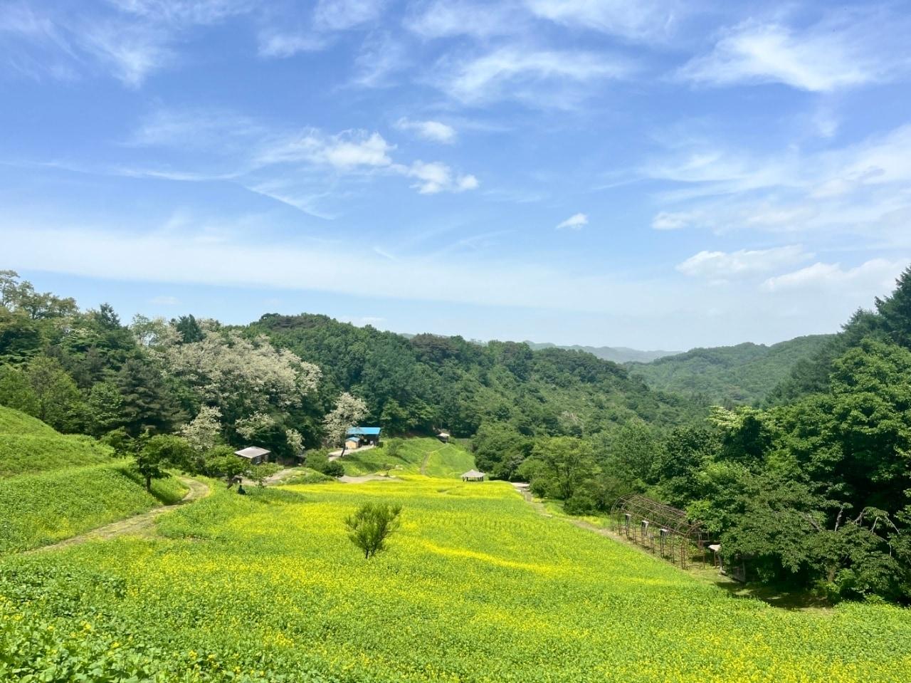 본문 이미지 - 청주시 상당구 낭성면 추정리 유채꽃밭