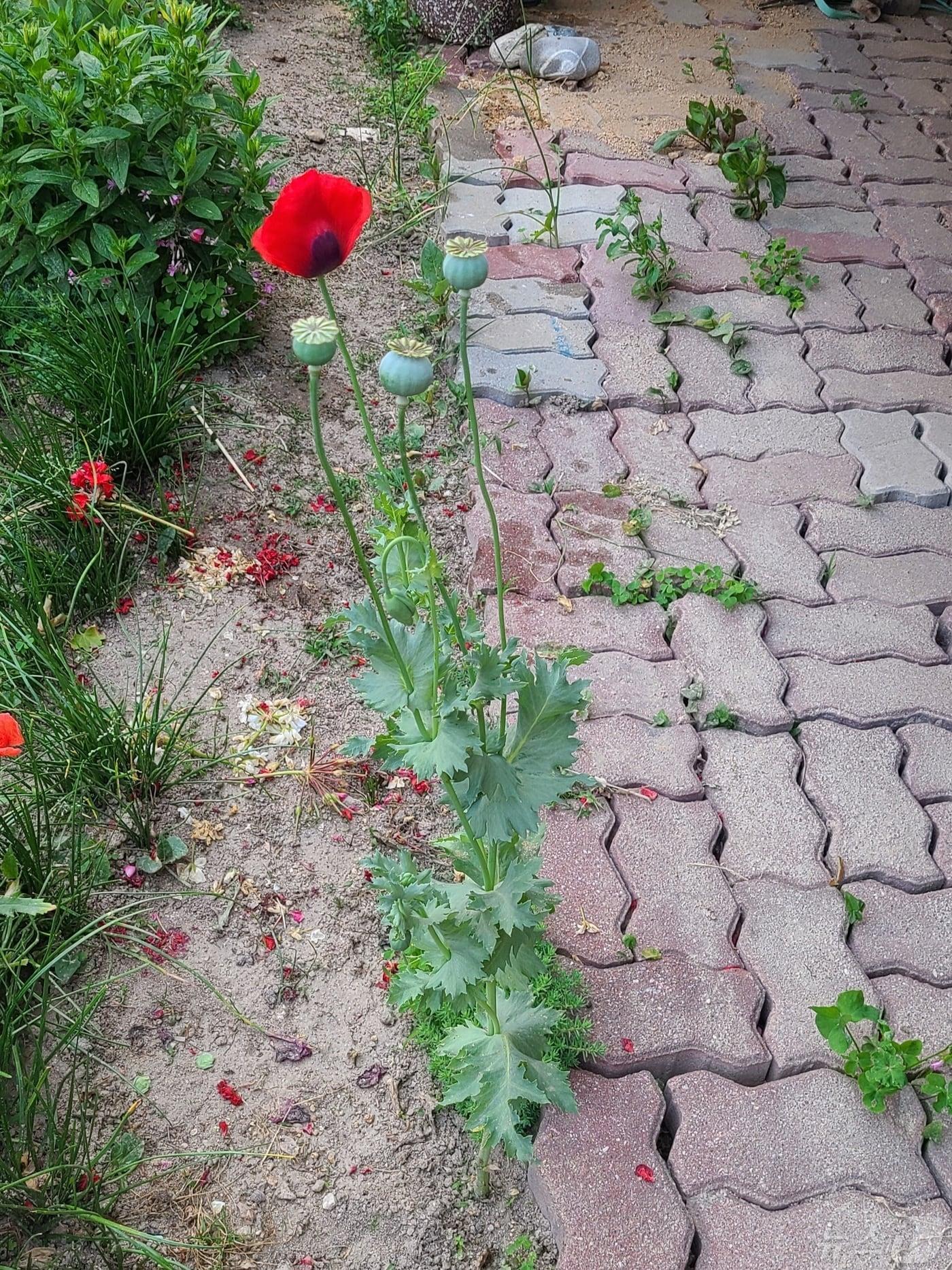 본문 이미지 - 전북자치도 남원시가 6월 말까지 양귀비·대마 불법 재배 단속을 실시한다.(남원시 제공)/뉴스1 