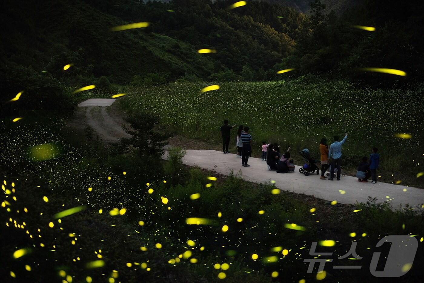 전북자치도 무주군은 운문산반딧불이 출현 시기에 맞춰 반딧불이 보호 육성과 연구자료 활용을 위한 실태조사에 나설 계획이라고 17일 밝혔다.(무주군 제공)