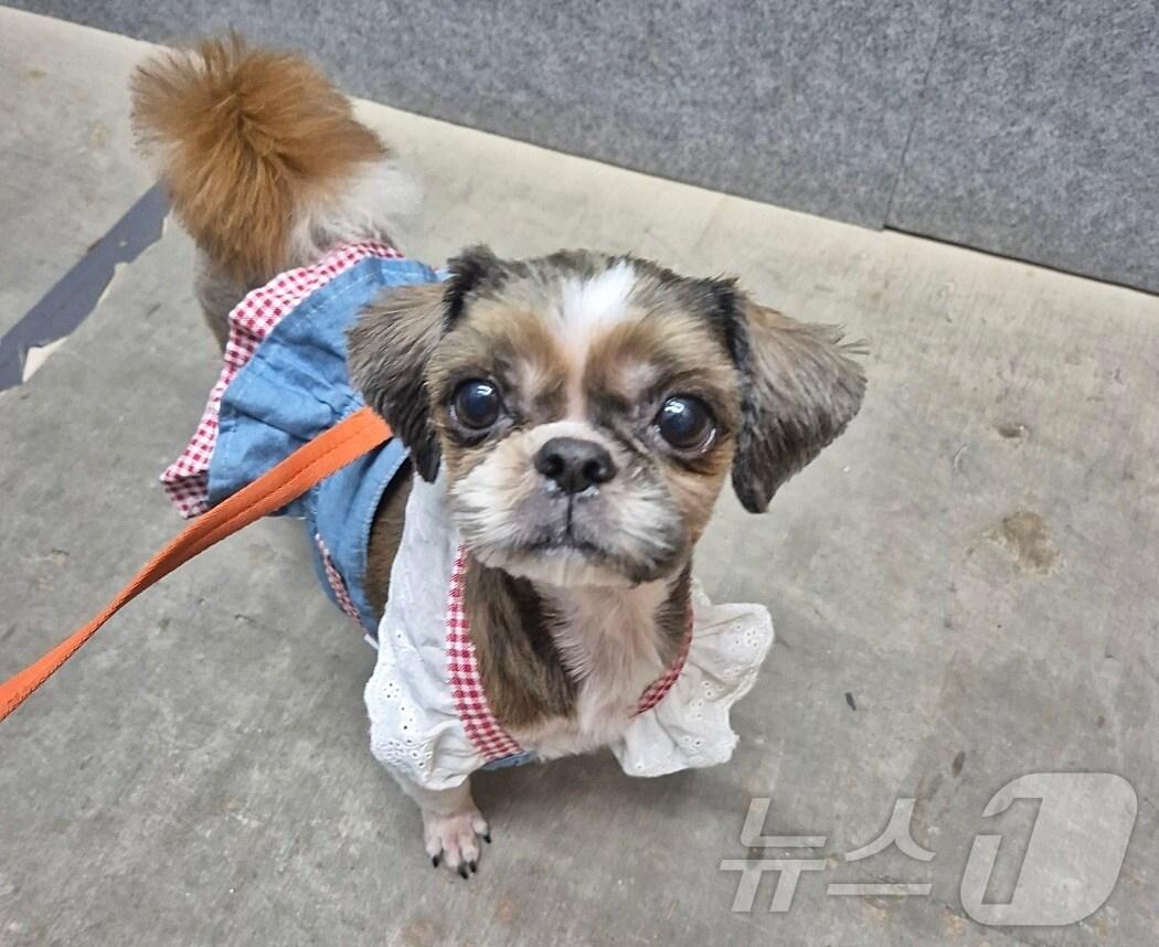 본문 이미지 - 유기견 봉사자 모임 &#39;츄사랑&#39;에서 보호 중인 강아지&#40;츄사랑 제공&#41; ⓒ 뉴스1