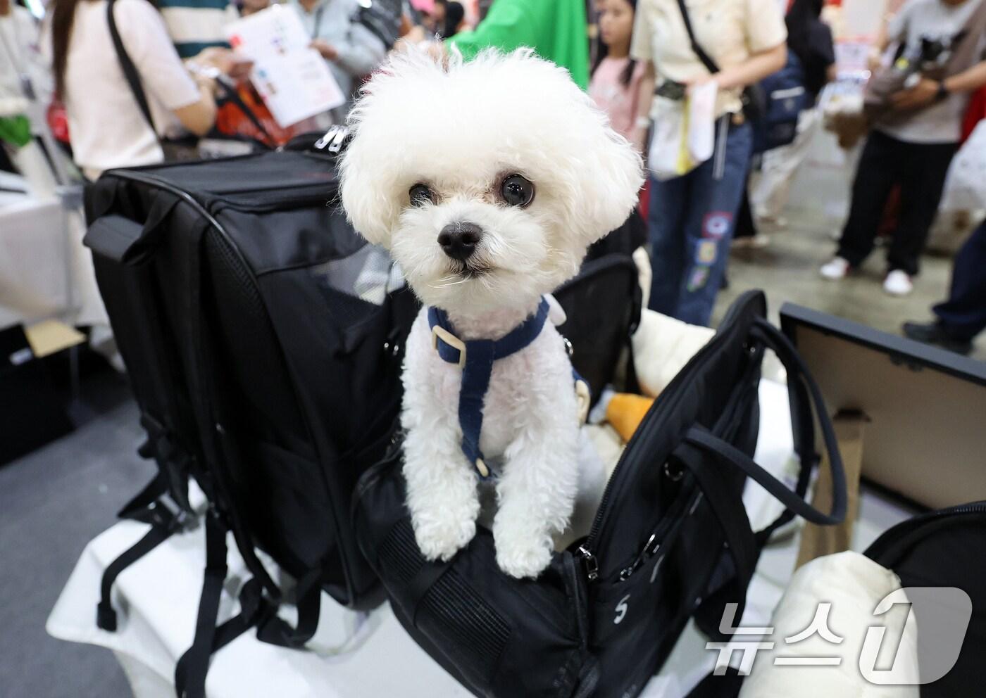 19일 오전 경기 일산 킨텍스 제1전시장에서 열린 2024 메가주 일산에서 반려견이 반려동물 전용 휴대용 가방에 앉아 있다. (기사내용과 관련 없음). 2024.5.19/뉴스1 ⓒ News1 김진환 기자