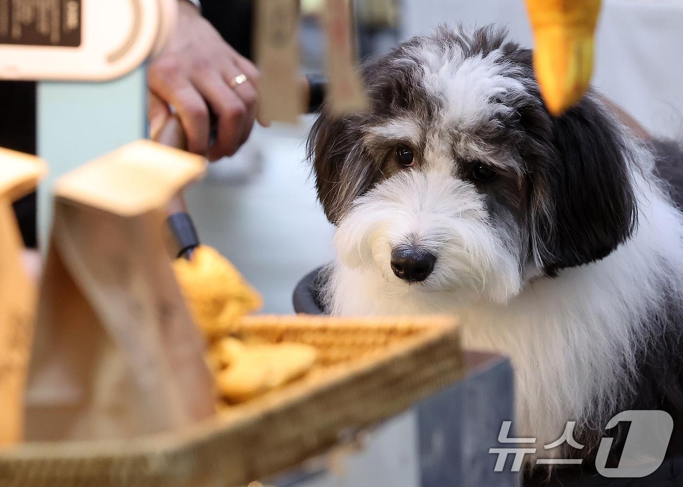 경기 고양시 일산 킨텍스 제1전시장에서 열린 2024 메가주 일산에서 반려견을 동반한 관람객들이 전시장을 둘러보고 있다.  2024.5.19/뉴스1 ⓒ News1 김진환 기자