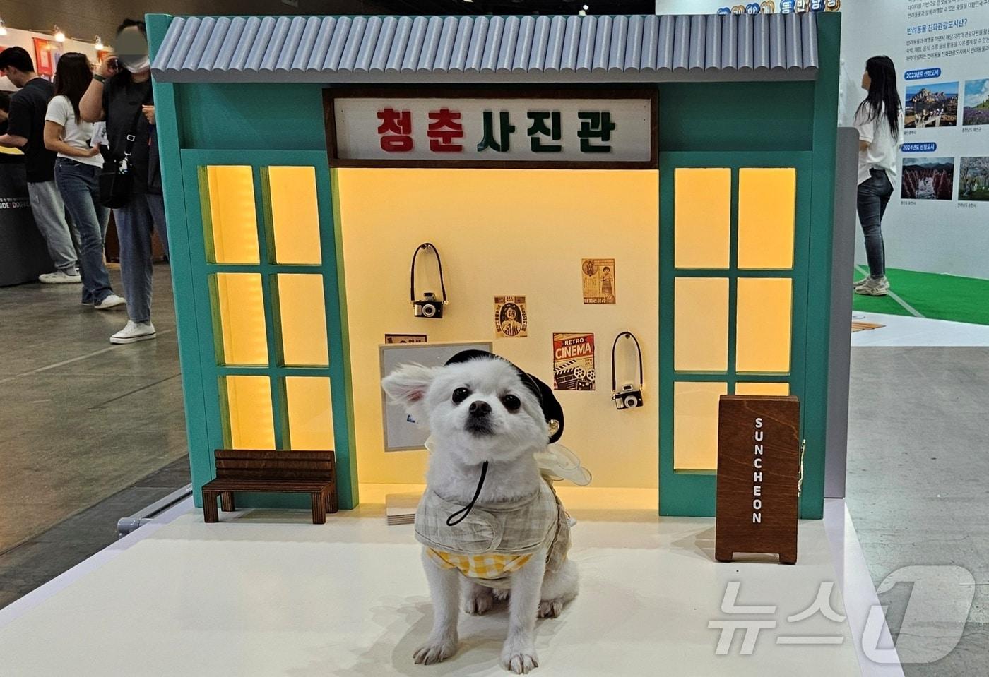 본문 이미지 - 국내 최대 규모 반려동물 축제 '2024 메가주 일산'이 17일 경기 고양시 일산 킨텍스에서 열렸다. ⓒ 뉴스1 최서윤 기자