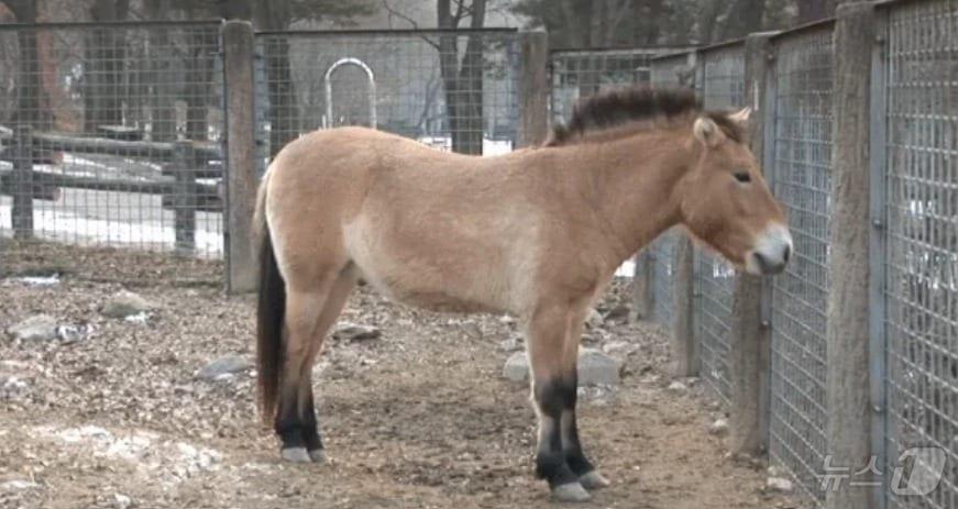 본문 이미지 -  2014년 몽 야생마 '용보'의 모습 (서울동물원 유튜브 갈무리)