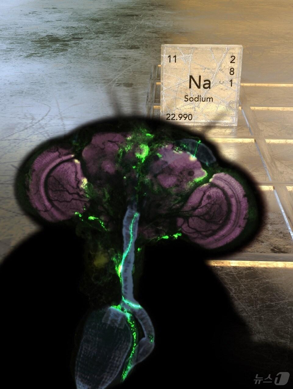 본문 이미지 - 스크리닝을 통해 나트륨을 직접 인지하는 초파리의 장내 신경세포를 발견.(KAIST 제공)/뉴스1