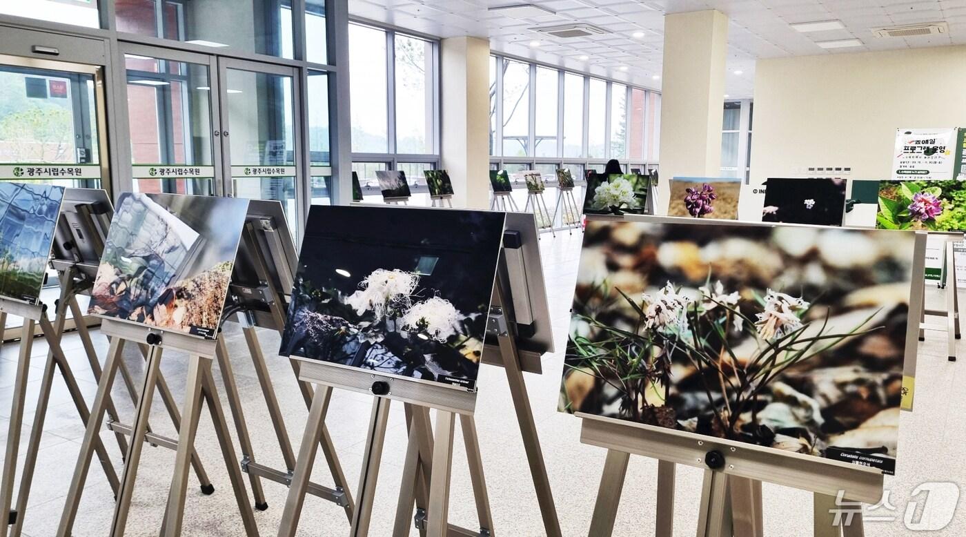 본문 이미지 - 광주시립수목원 야생화 전시회.(광주시 제공)/뉴스1 