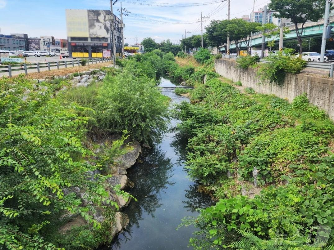 본문 이미지 - 기흥호수로 유입되는 신갈천의 지류인 완기천 모습.(용인시 제공)