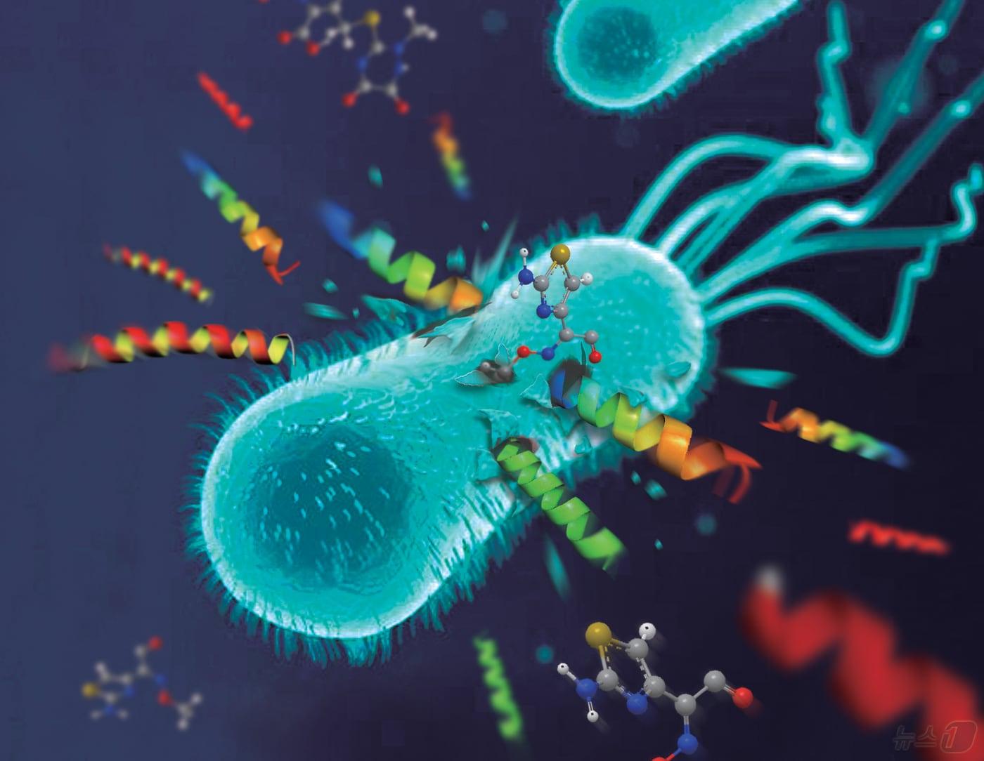 본문 이미지 - 슈퍼박테리아.&#40;뉴스1DB&#41;/뉴스1