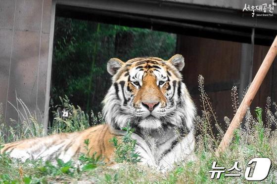 본문 이미지 - 지난달 숨진 시베리아 호랑이 '태백'. (서울대공원 제공) 