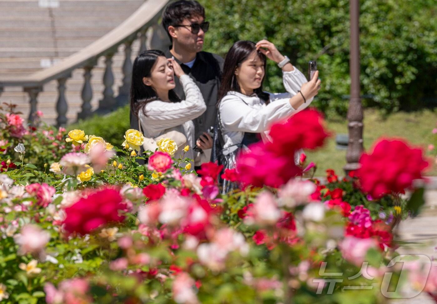 720품종 300만 송이 장미가 만개하는 에버랜드 장미원(에버랜드 제공)