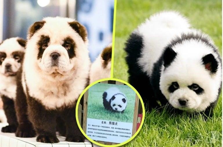 본문 이미지 - 애완견 차우차우에 염색을 해 만든 판다견 - SCMP 갈무리