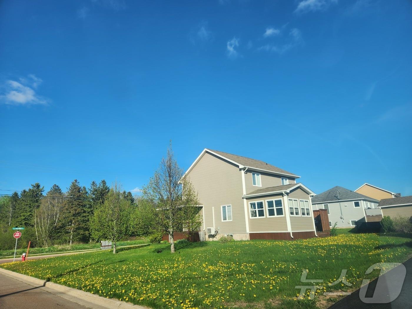 본문 이미지 - 봄이 오니 집마다 잔디밭이 민들레꽃으로 가득 차있다.민들레는 잔디 깎는 기계로도 제거되지 않아 캐나다 사람들의 골칫덩어리 식물이다. 뉴브런즈윅주 멍크턴의 주택가 2024.05.20/ ⓒ 뉴스1 김남희 통신원