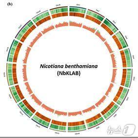 본문 이미지 - 니코티니아 벤타미아나 유전체 모식도 .(생명연 제공)/뉴스1