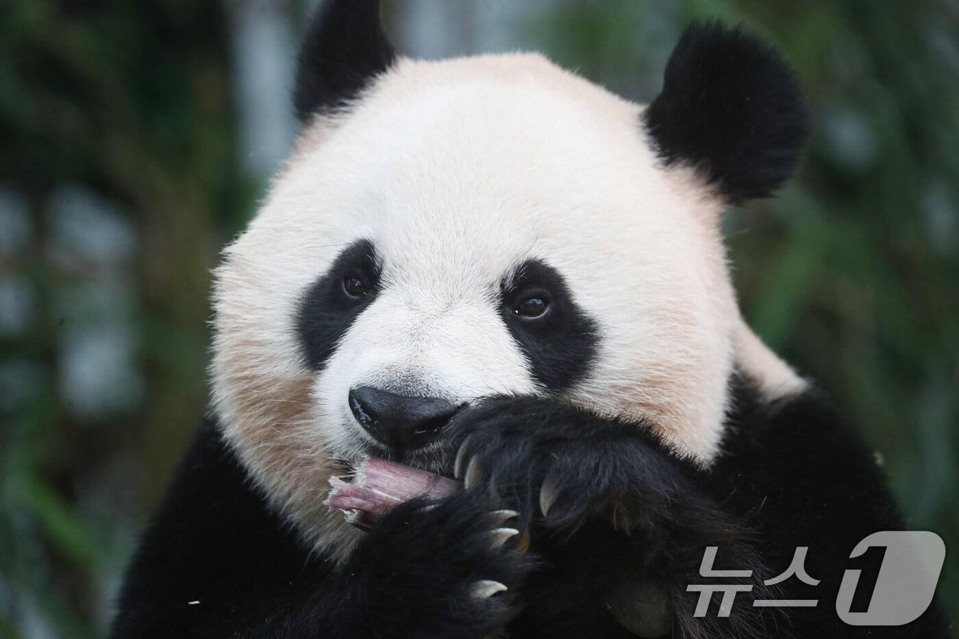 세계 생물다양성의 날인 22일 오전 경기 용인시 처인구 에버랜드 판다월드에서 쌍둥이 아기판다 루이바오·후이바오의 엄마 아이바오가 먹이를 먹고 있다. '2024.5.22/뉴스1 ⓒ News1 김영운 기자