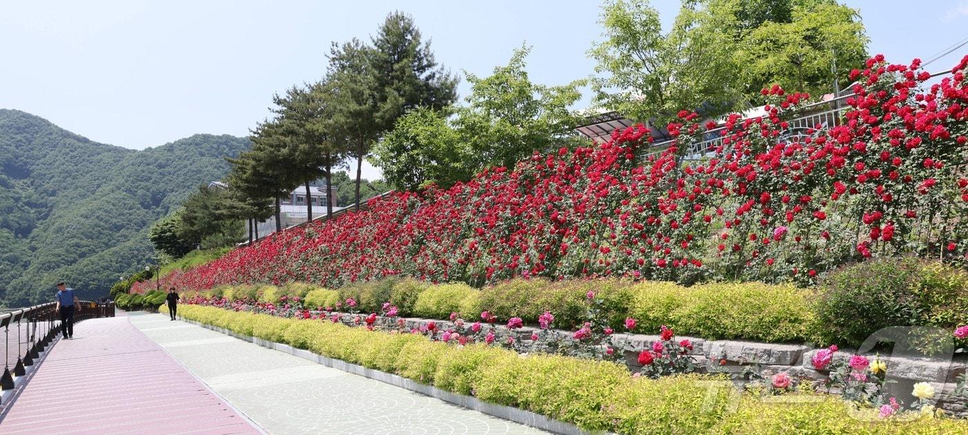 본문 이미지 - 새빨간 장미가 만개한 단양읍 장미터널.(단양군 제공)2024.5.22/뉴스1