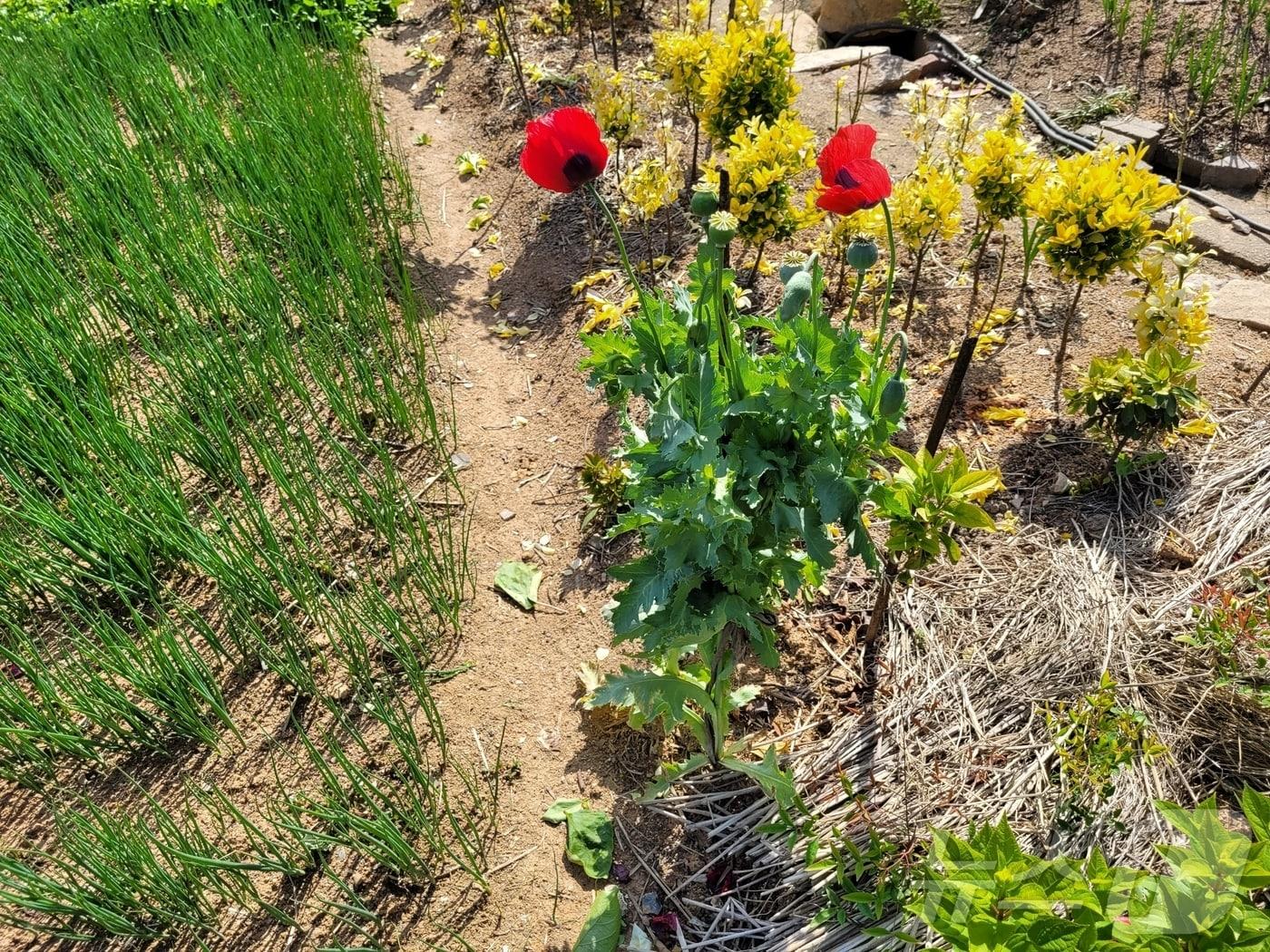 본문 이미지 -  고창군이 7월까지 양귀비, 대마 밀경작 행위 등에 대해 집중단속을 실시한다. 양귀비 사진(고창군 제공)2024.5.22/뉴스1