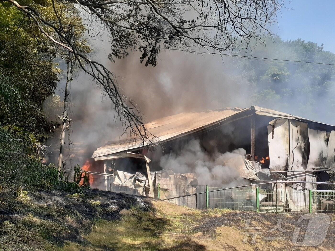 본문 이미지 - 23일 오후 1시 55분 쯤 충북 충주시 대소원면의 한 돈사에서 화재가 발생해 돼지 700마리가 소사했다.&#40;충주소방서 제공&#41;2024.5.23/ 뉴스1