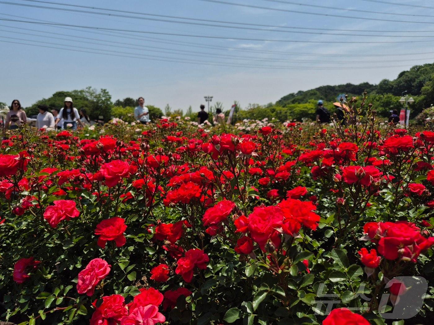 본문 이미지 - 제16회 장미축제가 열린 울산 남구 울산대공원을 찾은 시민들이 300만 송이의 장미가 만개한 장미원을 거닐고 있다. 2024.5.23 ⓒ News1 최동현 기자