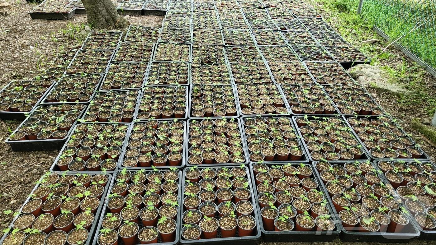  내장산국립공원사무소는 세계 환경의 날을 맞아 내장산 식물자원의 가치를 알리고 탄소중립 실천 확산을 위해 '반려식물 교환' 행사를 마련했다. 단풍나무 모종(공단 제공)2024.5.25/뉴스1