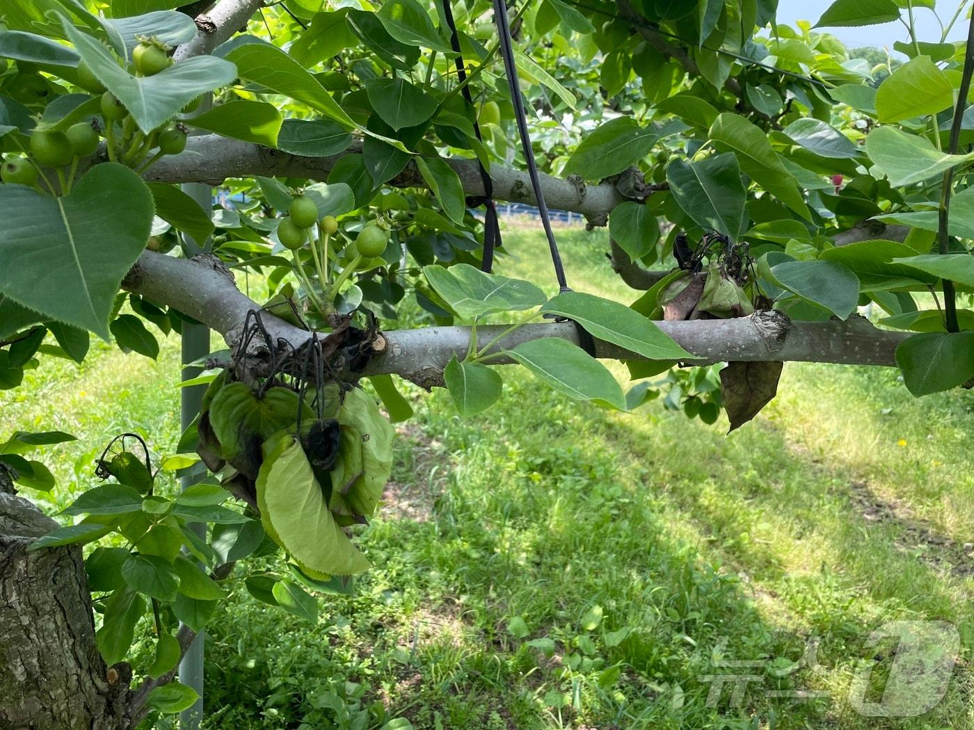 본문 이미지 - 과수화상병이 발생한 강원 홍천의 한 배나무 농가.(강원도농업기술원 제공)
