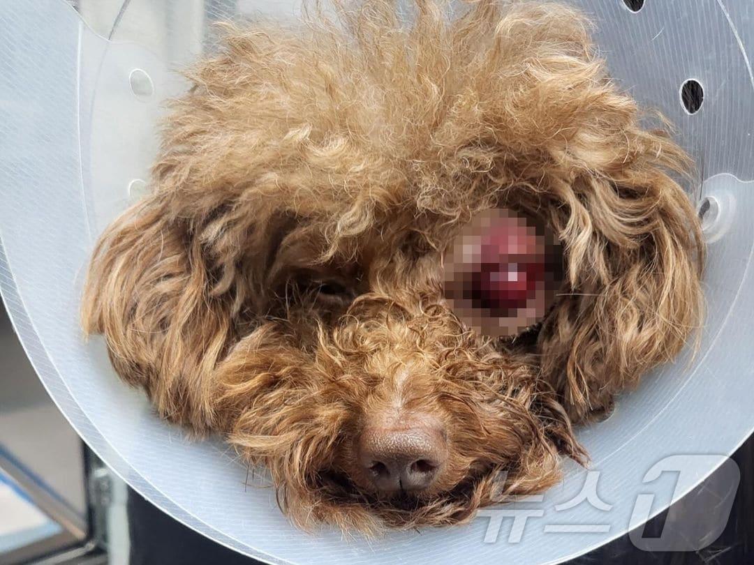 본문 이미지 - (SNS 갈무리)