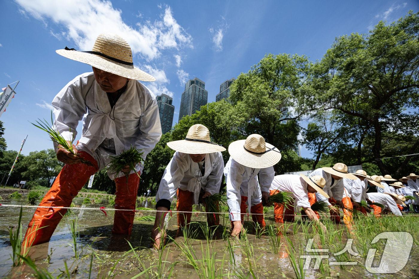 본문 이미지 - 서울 강남구 양재천 벼농사 학습장에서 열린 양재천 전통 모내기 행사에서 관계자들이 모내기를 시연하고 있다. 2024.5.27/뉴스1 ⓒ News1 이재명 기자
