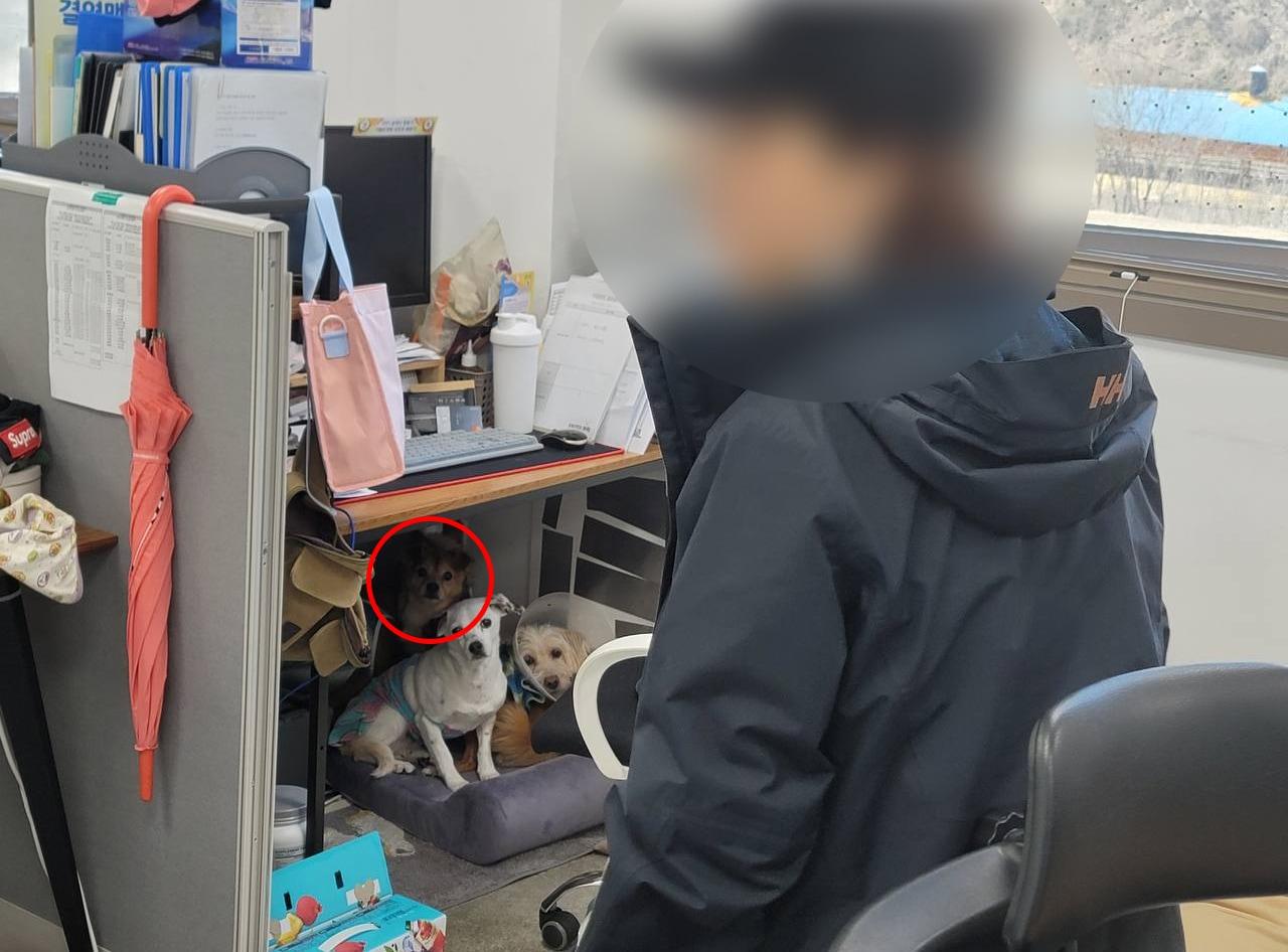 본문 이미지 - 카라노조가 동물 보호와 입양을 총괄하는 국장이 폭행한 구조견이 책상 밑에 숨은 모습이라고 주장한 사진. (민주노총 일반노조 카라지회 제공)