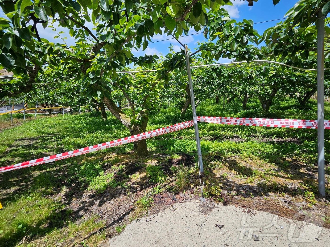 본문 이미지 - 27일 강원 홍천 남면 신대리의 과수화상병 확진 농가에 출입통제선이 설치돼 있다.2024.5.27 한귀섭 기자