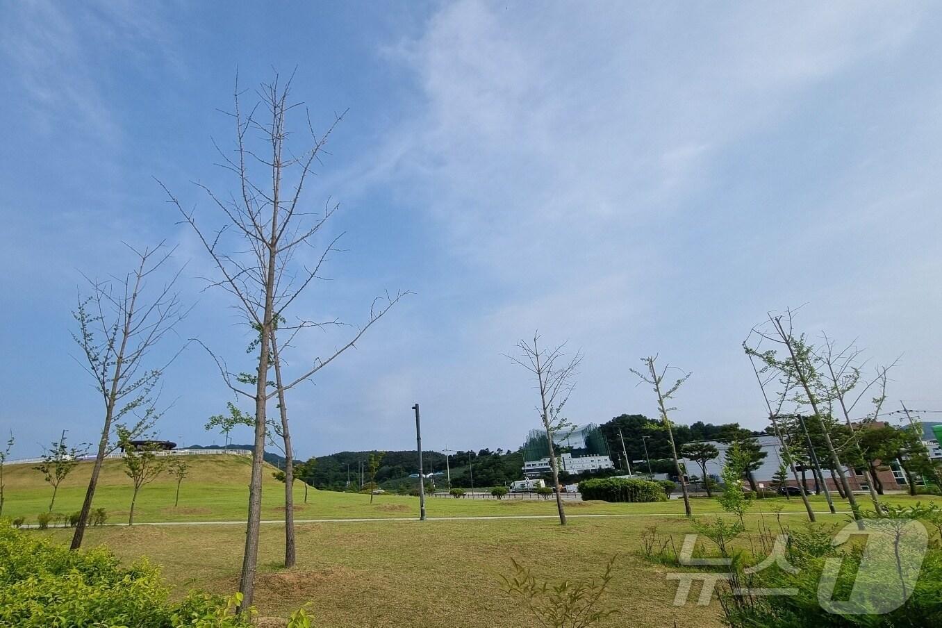 본문 이미지 -  충북 충주종합운동장 주차장 쪽 용지 토양에 수분이 많아 나무 생육에 지장이 있는 것으로 나타났다. 사진은 봄에도 잎이 거의 없는 은행나무.(독자 제공)2024.5.28/뉴스1