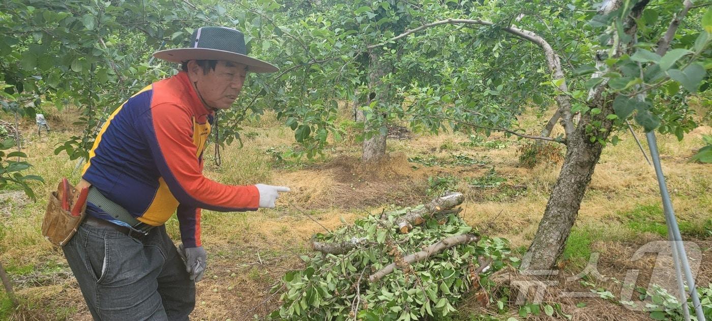 본문 이미지 - 이영호 제천시 봉양읍 왕미작목반장이 부란병에 걸려 가지를 자른 사과나무를 가리키고 있다.2024.5.28/ 뉴스1 ⓒ News1 이대현 기자