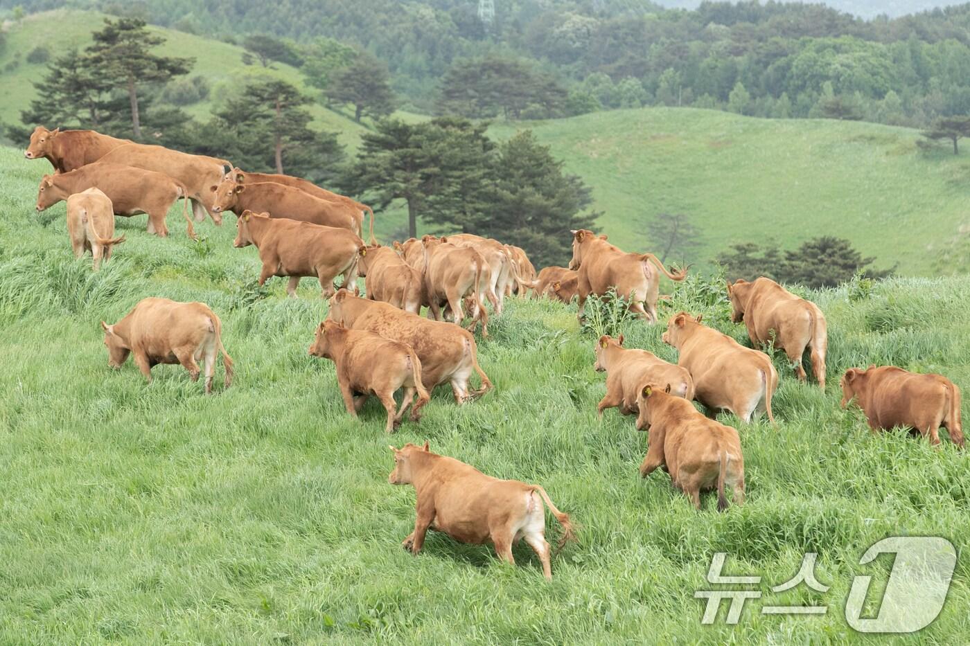 28일 강원도 평창 농촌진흥청 국립축산과학원 한우연구소에서 키우는 한우 암소 200여 마리가 축사 생활을 마치고 초지를 향해 달려가고 있다. (농촌진흥청 제공) 2024.5.28/뉴스1