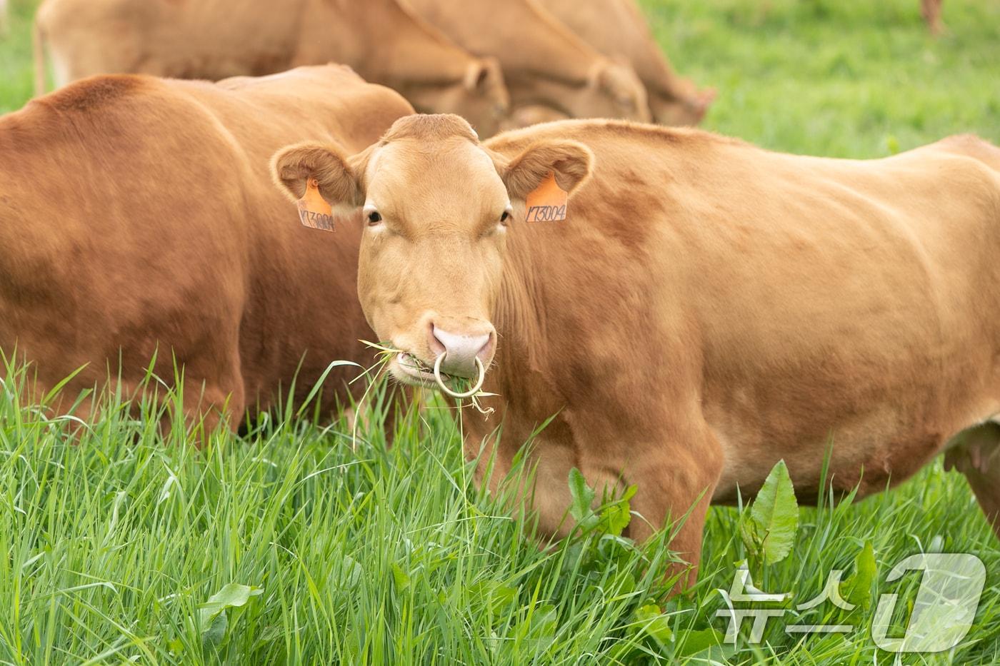강원 평창 농촌진흥청 국립축산과학원 한우연구소에서 키우는 한우 암소 200여마리가 초지에서 풀을 뜯고 있다. &#40;농촌진흥청 제공&#41; 2024.5.28/뉴스1
