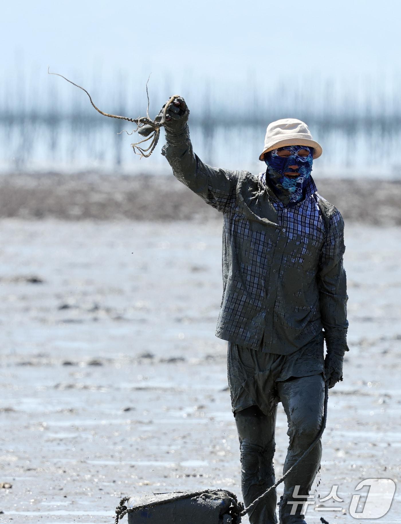 본문 이미지 - 지난 5월29일 전남 신안군 압해읍 무지개마을 갯벌에서 갯벌낙지 맨손어업 장인 선발대회가 열렸다. 낙지를 잡은 한 참가자가 낙지를 들어 올리고 있다. 2024.5.29/뉴스1 ⓒ News1 김태성 기자
