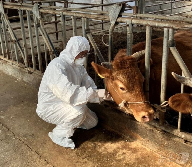 본문 이미지 - 보은군 구제역 백신 접종 장면 (보은군 제공) /뉴스1 