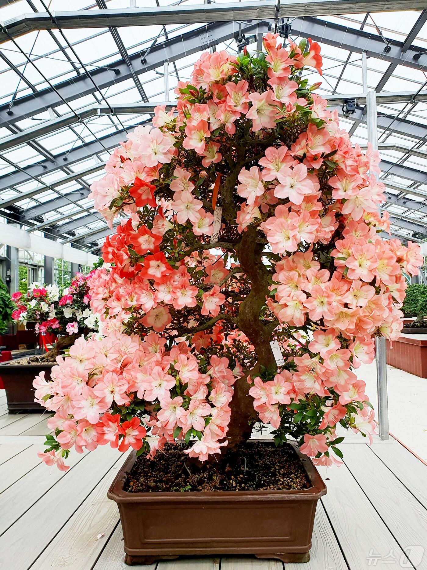 본문 이미지 - 2023년 철쭉분재 특별전에 전시된 작품 (신안군 제공)/뉴스1 