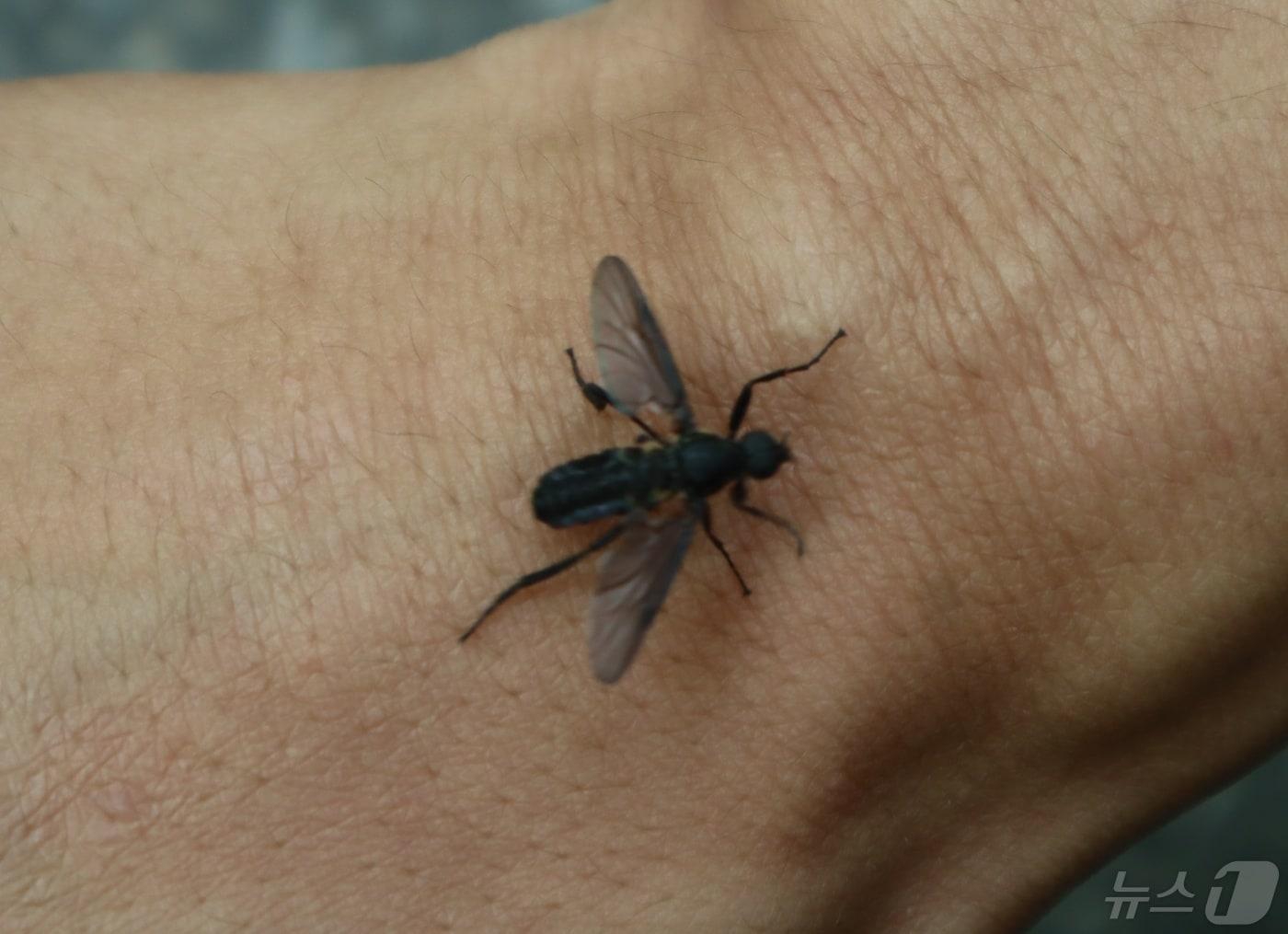 본문 이미지 - 최근 충북 청주에서 목격담이 잇따르고 있는 '러브버그'. .2024.05.03.ⓒ 뉴스1 박건영 기자