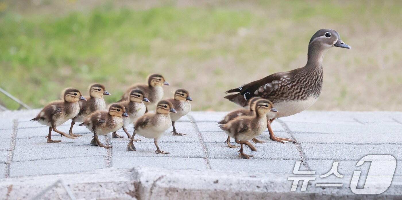 전북자치도는 지난 5일 정읍시 영파(정읍천)에서 포획한 원앙 시료에서 H5형 조류인플루엔자(AI) 항원이 검출되었다./뉴스1