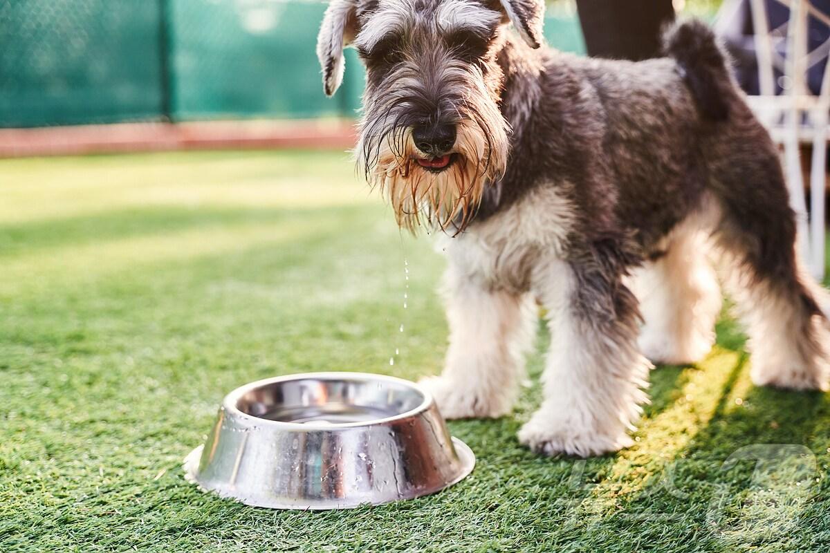 본문 이미지 - 전문가들은 반려견이 건강하게 장수하는 비결 중 하나로 충분한 물 섭취 꼽는다. (사진 이미지투데이) ⓒ 뉴스1