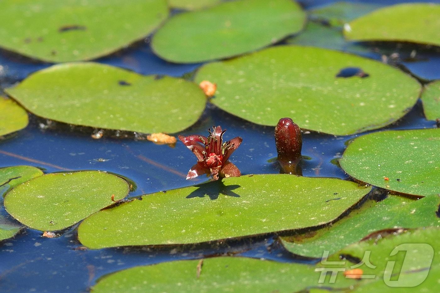 강릉 순포습지에 최근 모습을 드러낸 멸종야생생물 2급 순채.(강릉시 제공) 2024.5.31/뉴스1