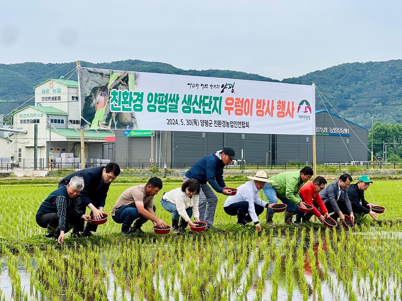 본문 이미지 -  경기 양평군 친환경 벼 재배 농가에 왕우렁이가 방사되고 있다. (양평군 제공)2024.05.31./뉴스1