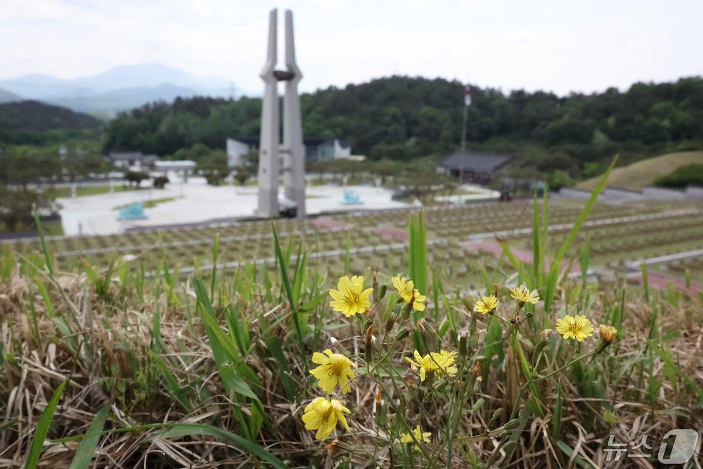 1980년 광주 민중항쟁 당시 민주화를 위해 몸바친 이들을 추모하기 위해 세워진 5.18민중항쟁추모탑을 바라보는 야생화 한라고들빼기 ⓒ News1 김태성 기자