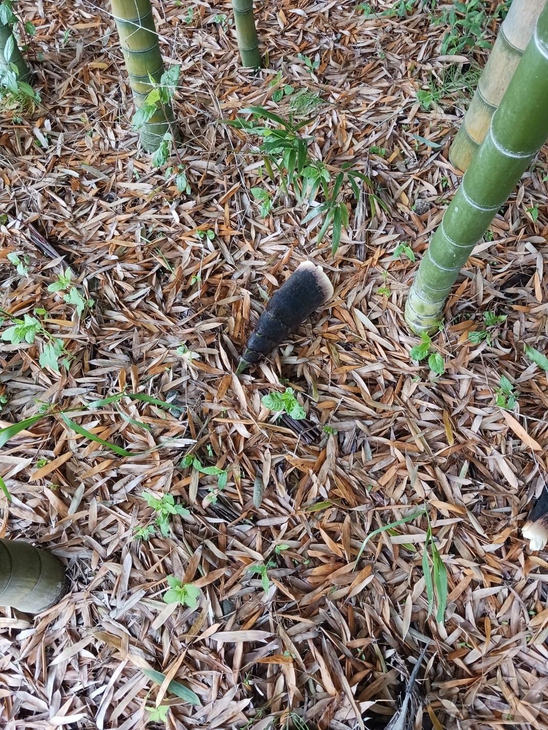 본문 이미지 - 죽순 도난 사진.(울산광역시제공)