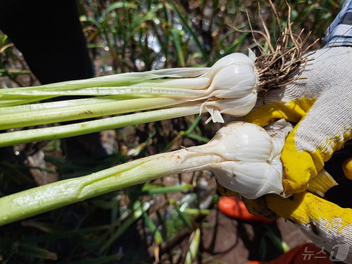 본문 이미지 - 8일 경남 남해군 마늘 재배농가에서 수확한 벌마늘(위)과 벌마늘 초기 단계의 마늘(아래). 마늘쪽이 여러 개로 갈라진 것을 확인할 수 있다.2024.5.8/뉴스1 강미영기자