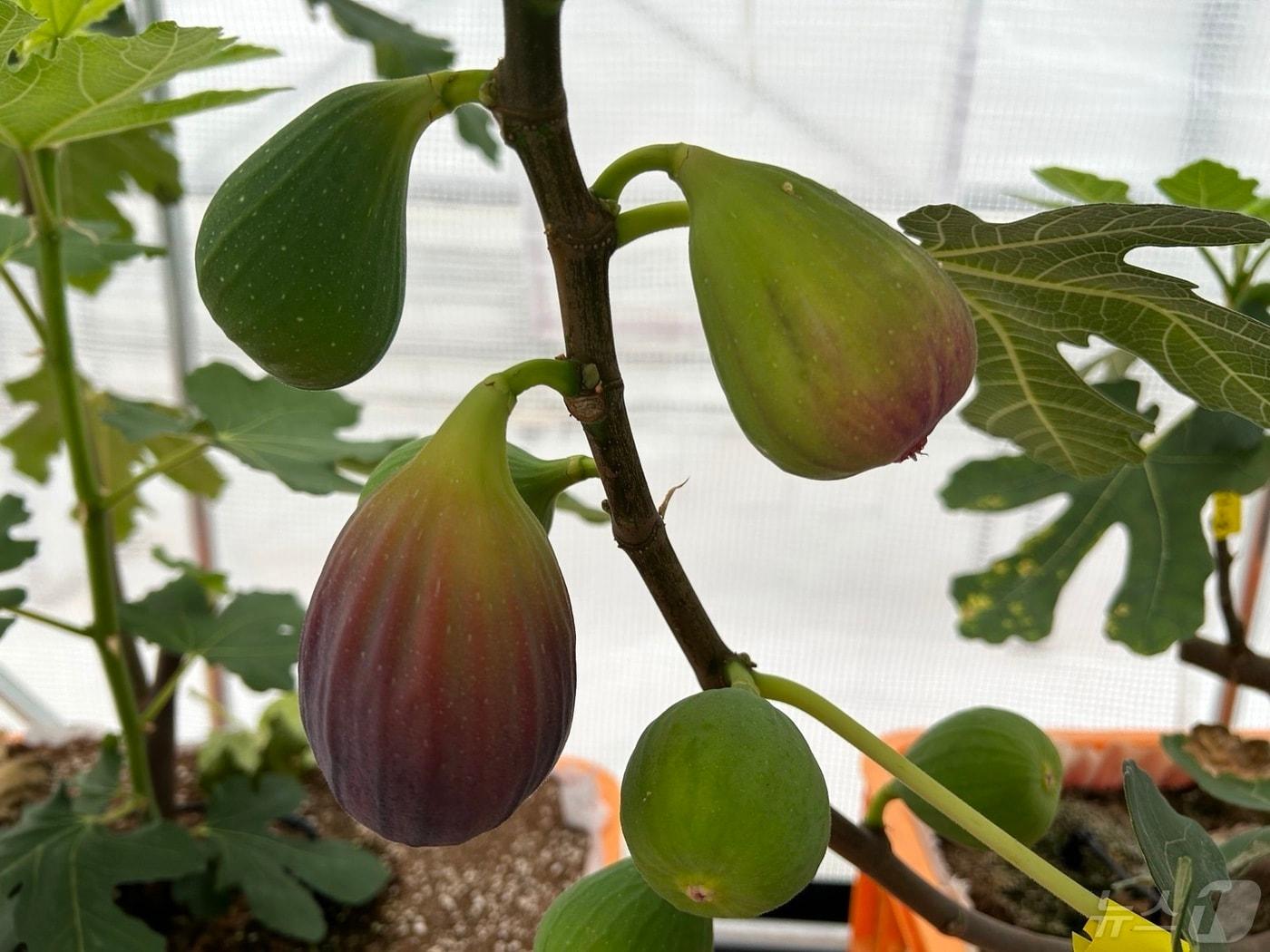 본문 이미지 - 영암군 탄소시비로 재배중인 무화과 나무 (영암군 제공)/뉴스1 